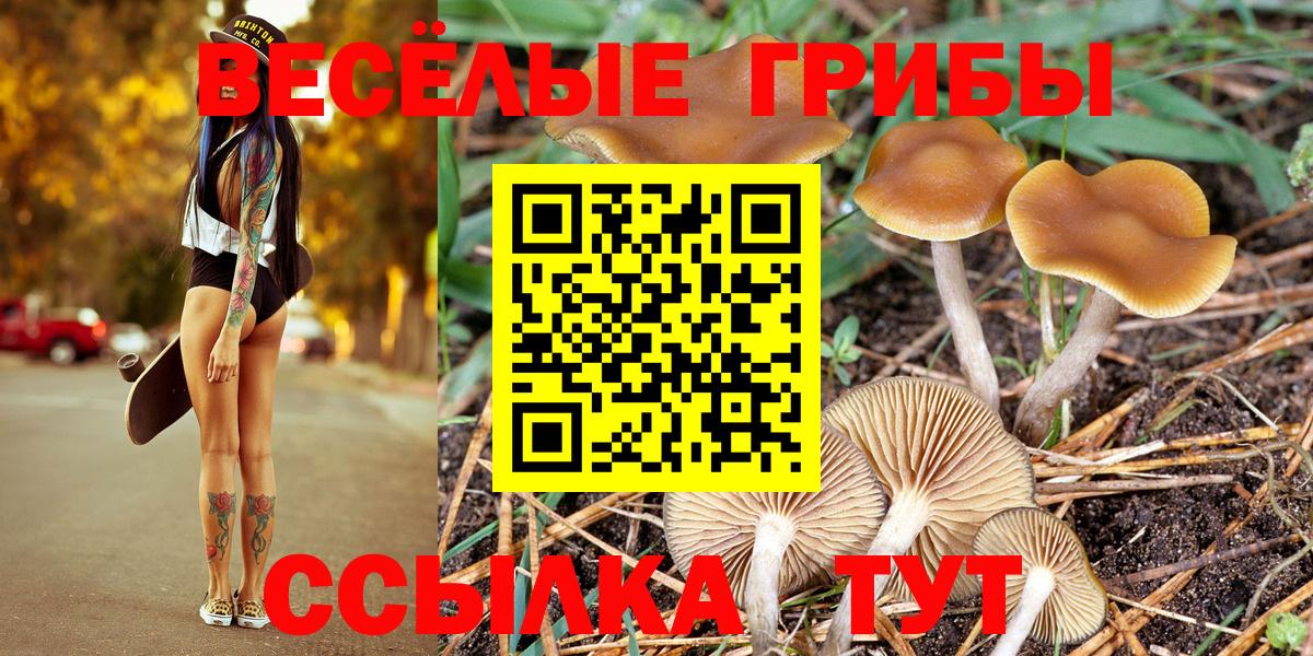 Псилоцибиновые грибы GOLDEN TEACHER  Вход с VPN  Баксан  Галлюциногенные грибы Magic Shrooms 
